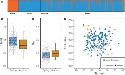 Analysis of reproductive traits reveals complex population dynamics on a small geographical scale in Atlantic herring